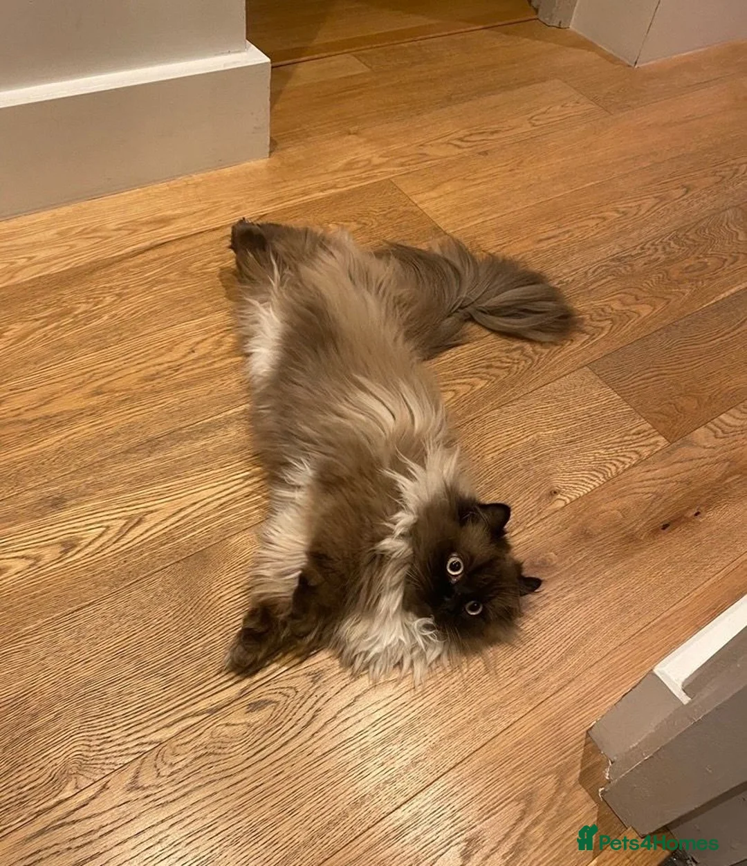 Munchkin cats for sale: Beautiful Munchkin Minuet For a Five Star Home in London - Advert 2