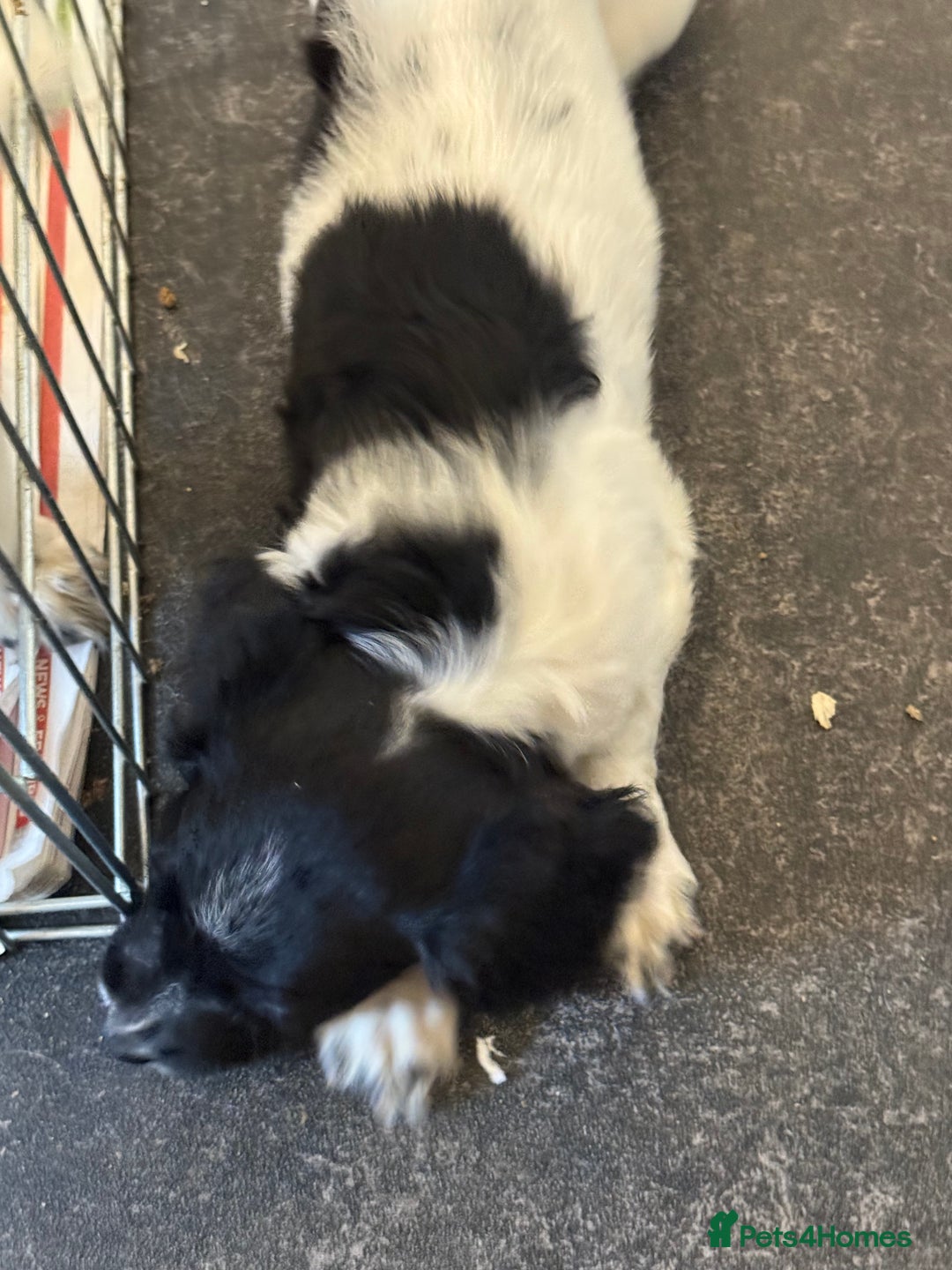 English Springer Spaniel dogs for sale: English Springer spaniel  - Image 3