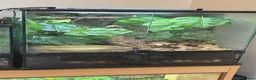 Frog reptiles for sale: Red eye tree frogs  - Advert 2