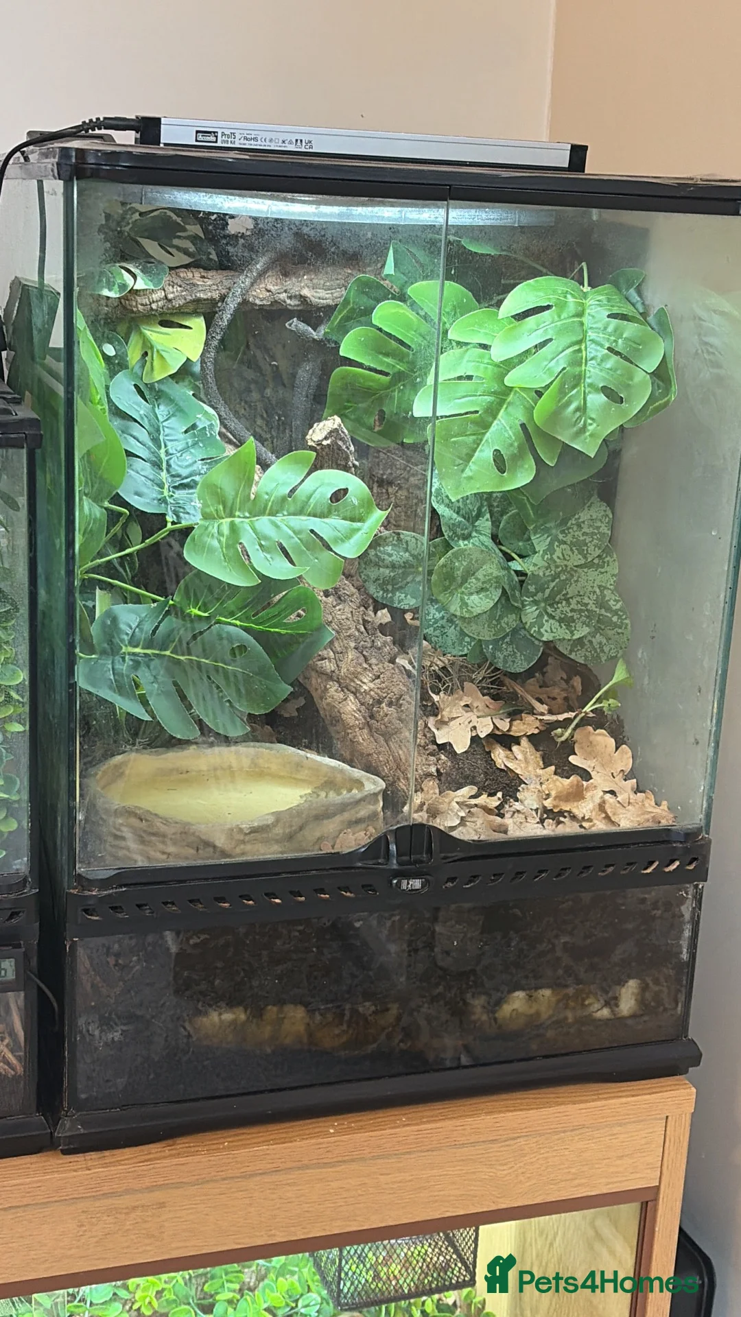 Frog reptiles for sale: Red eye tree frogs  - Advert 2