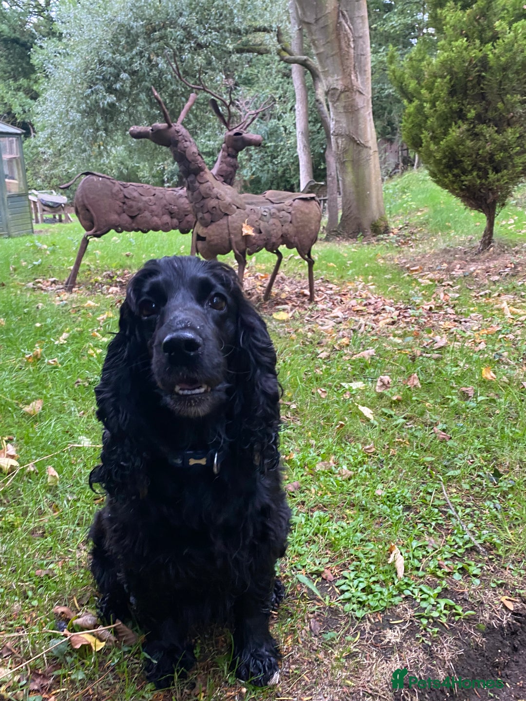 Cocker Spaniel dogs for sale: Cocker Spaniel puppies - Advert 1