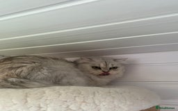 British Shorthair cats for sale: Champions Bloodlines  British and Scottish cats  in Feltham - Image 8