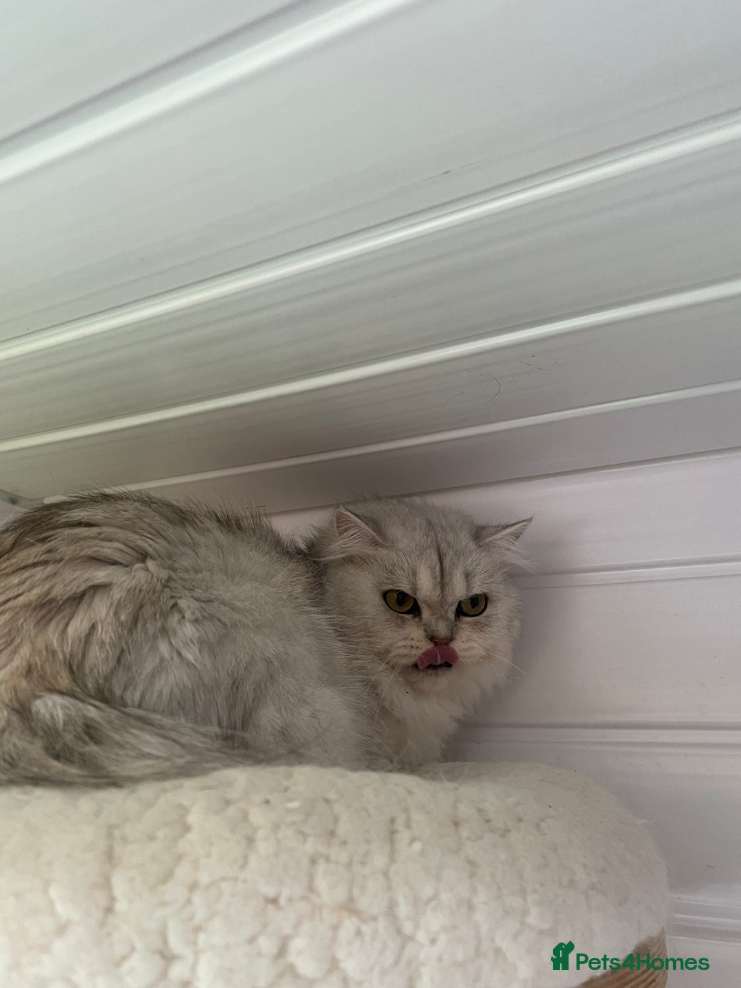 British Shorthair cats for sale: Champions Bloodlines  British and Scottish cats  in Feltham - Image 8