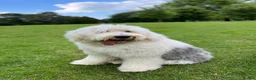 Old English Sheepdog dogs for sale:  Blue Eyes Old English Sheepdog Puppies  - Advert 20