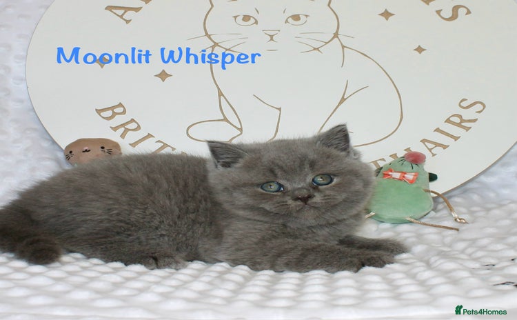 British Shorthair cats - Advert 6