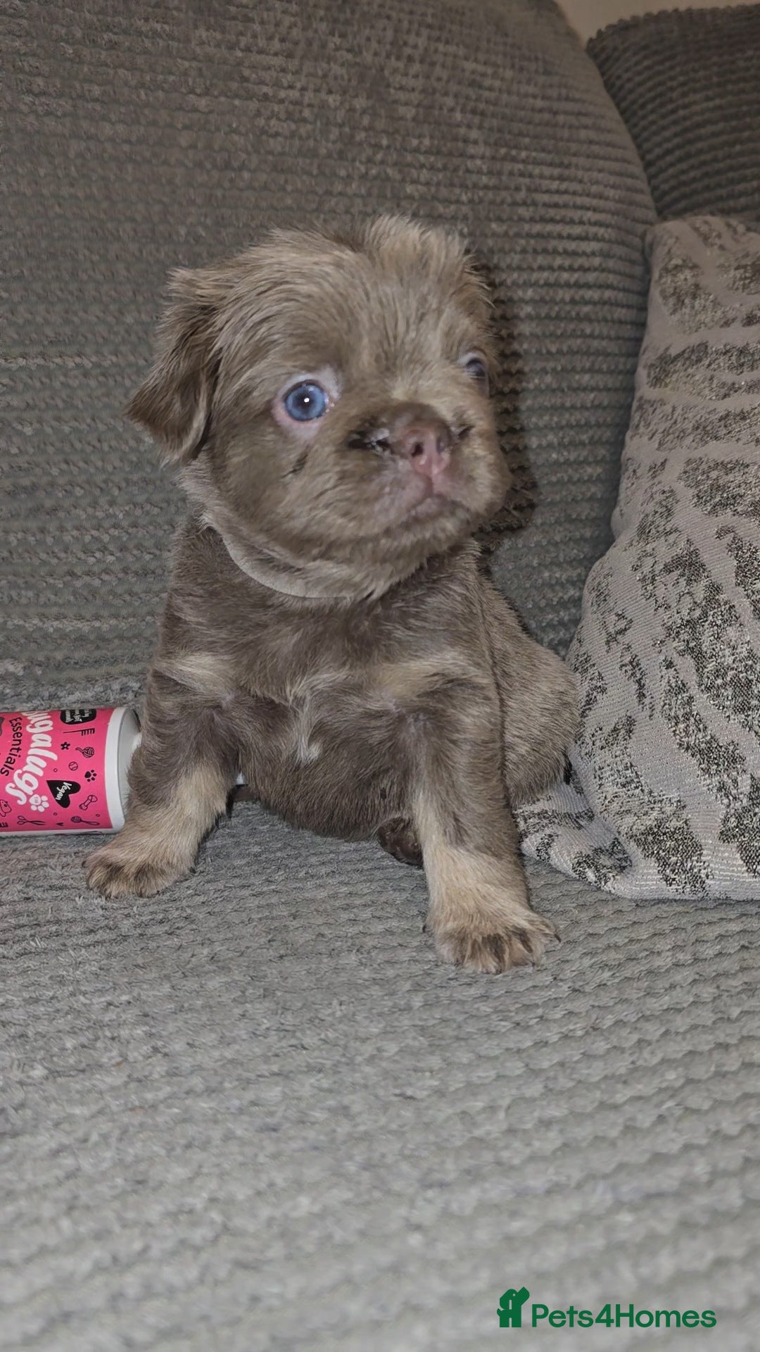 French Bulldog dogs for sale: Quality fluffy kc registered French bulldogs  - Advert 2