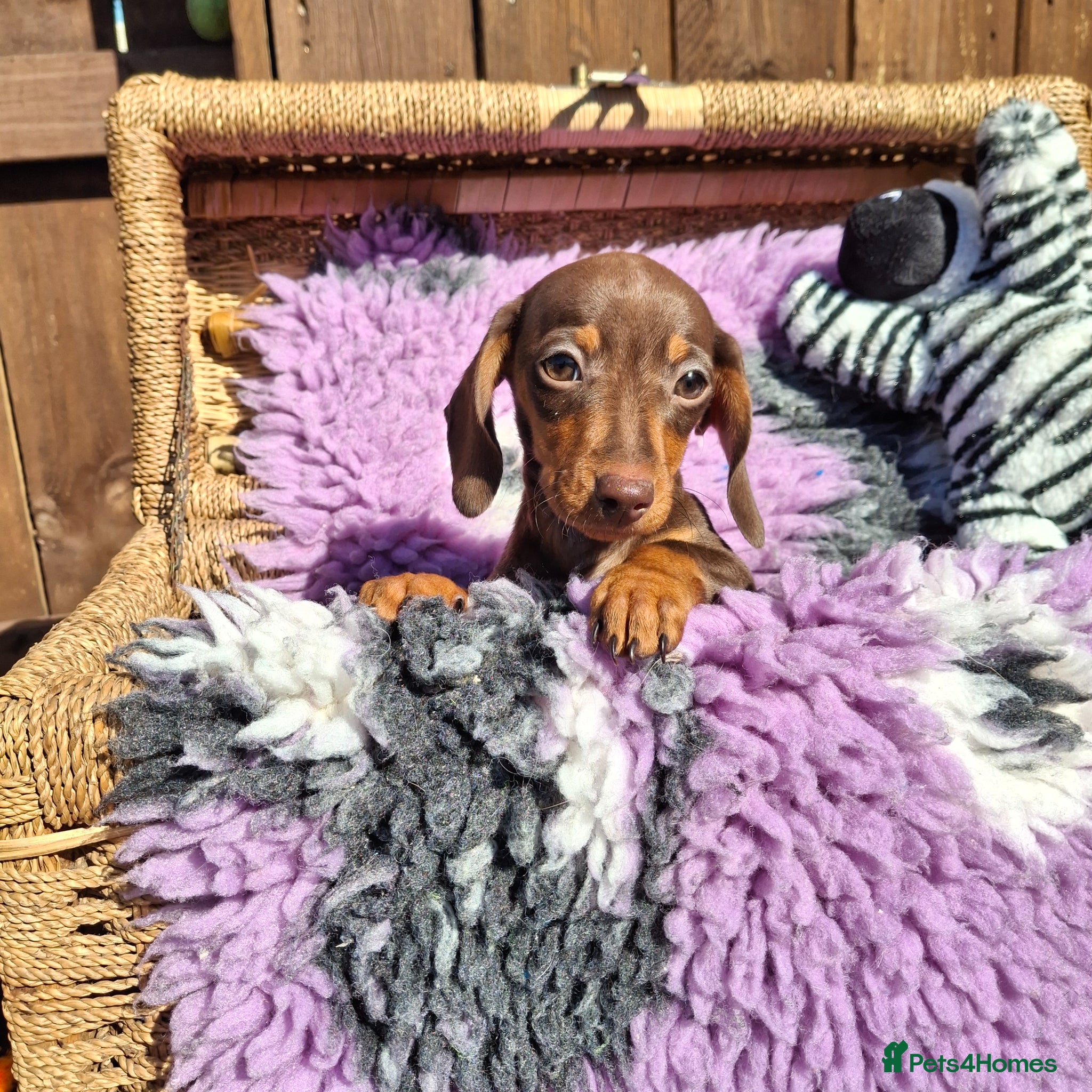 Dachshund dogs Minature poodle pups - Advert 1