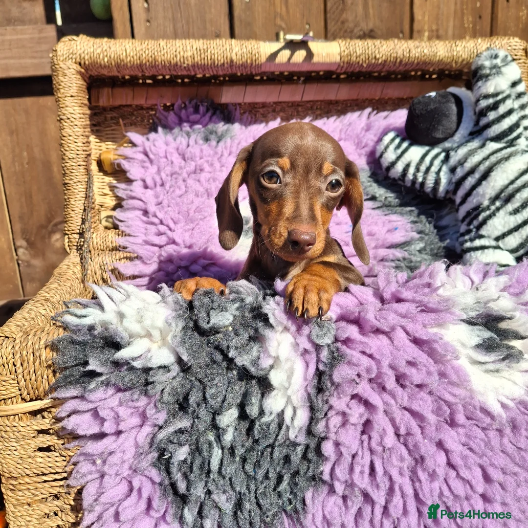 Dachshund dogs for sale: Minature Dachshund pups - Advert 1