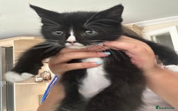 Mixed Breed cats for sale: Half main coon kitten  - Image 1