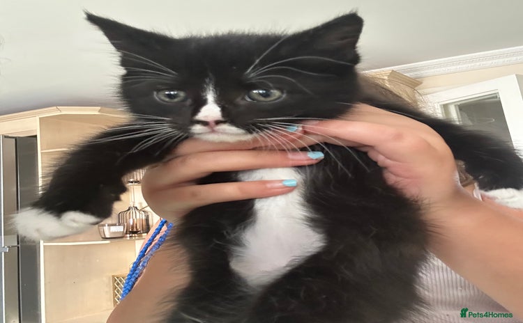 Mixed Breed cats - Advert 4