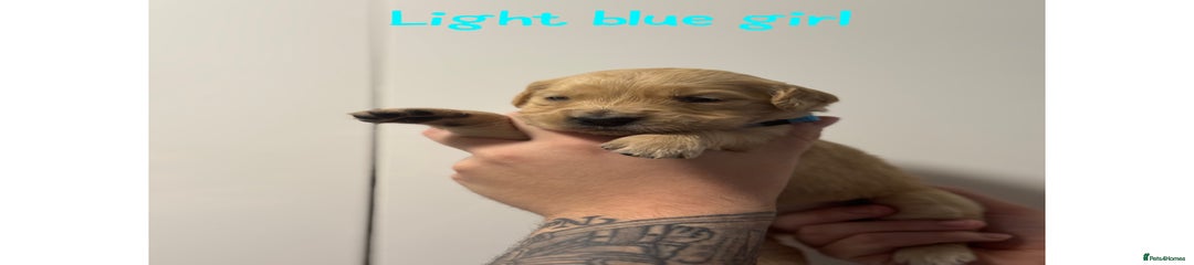 Golden Retriever Puppy Light Blue Girl