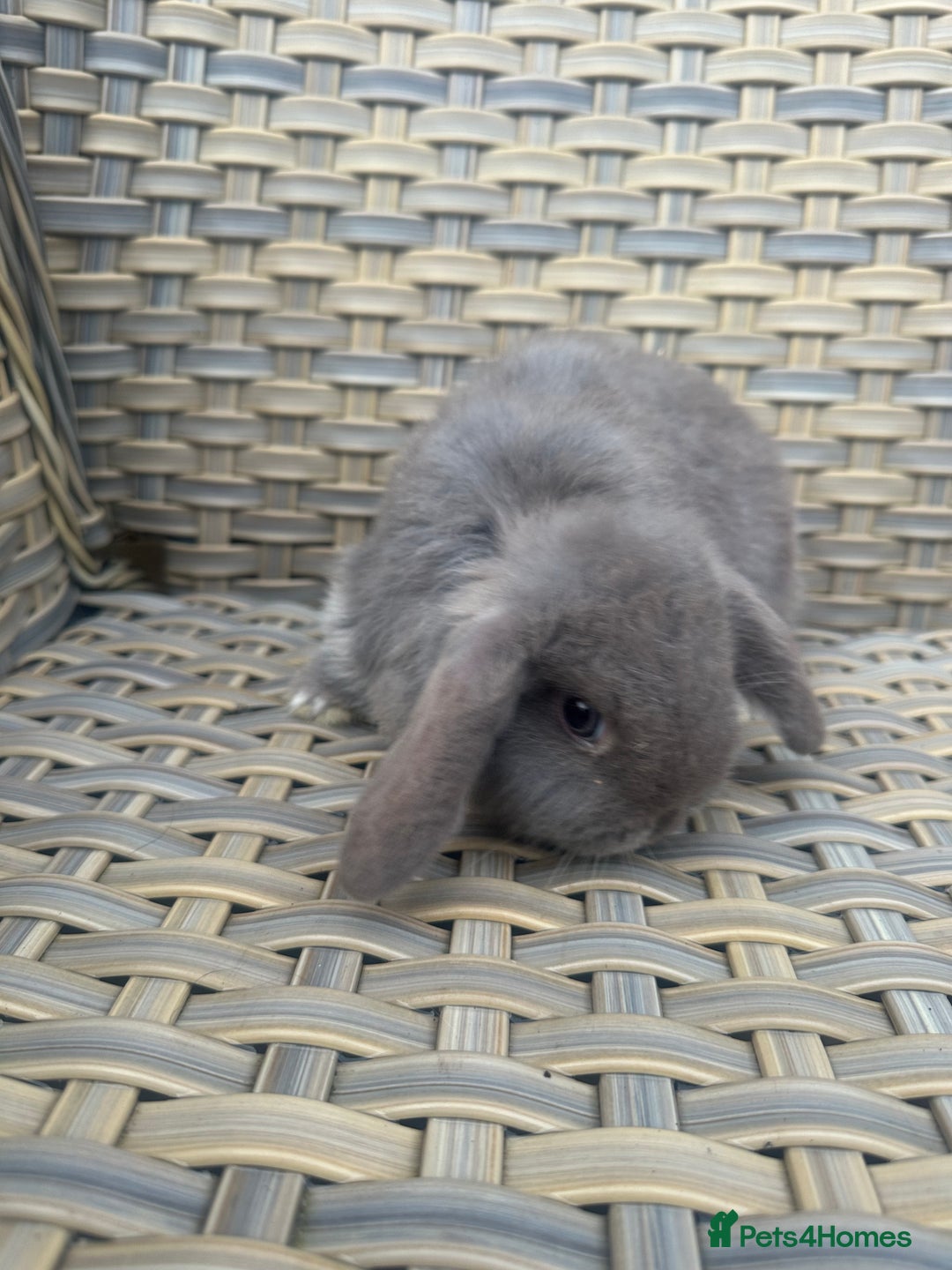 Mini Lop rabbits for sale: 2 Pretty female mini lop sisters. - Advert 12
