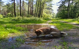 Saarloos Wolfdog dogs for sale: WEST SIBERIAN LAIKA 3 MONTHS OLD - Image 2