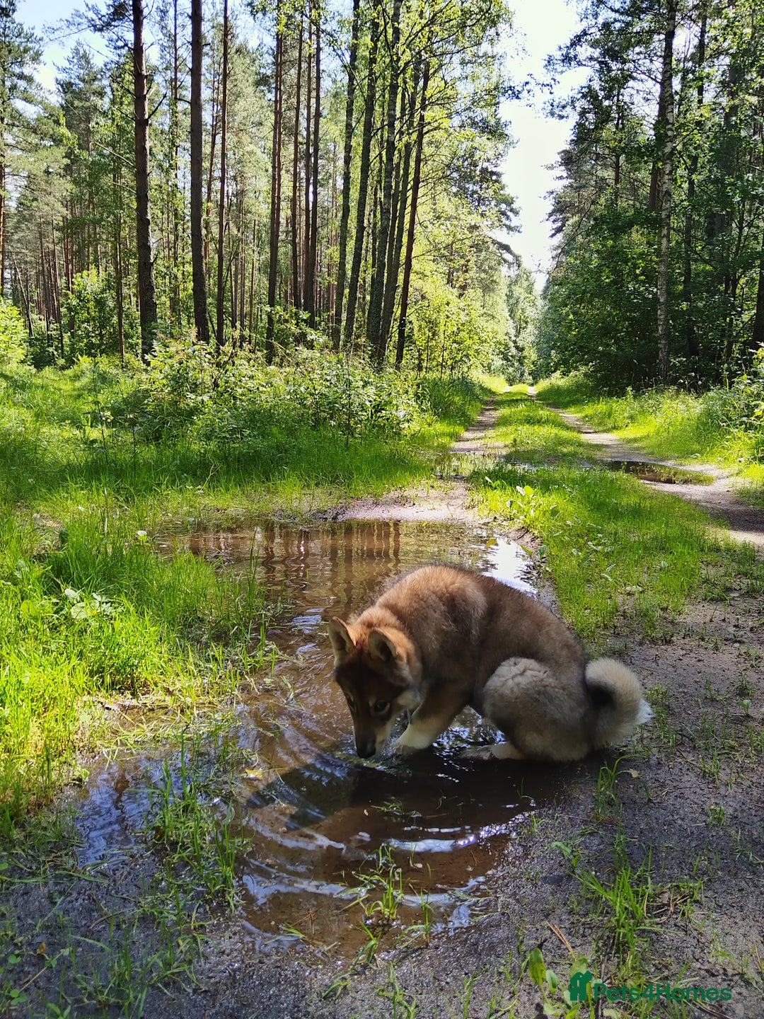 Saarloos Wolfdog dogs for sale: WEST SIBERIAN LAIKA 3 MONTHS OLD - Image 2