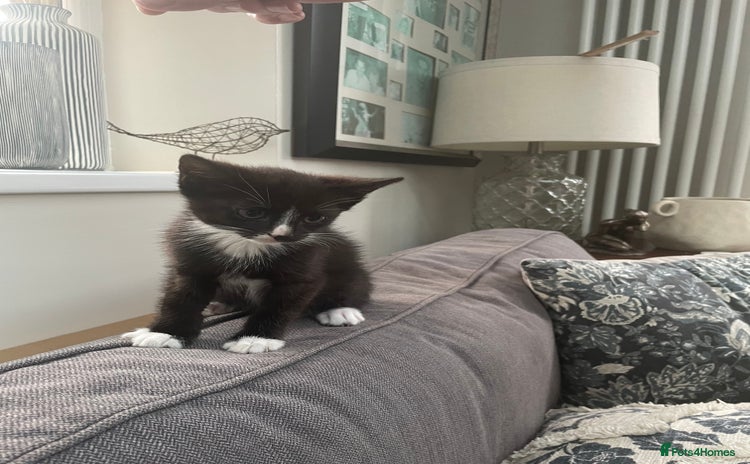 Domestic Shorthair cats - Advert 5
