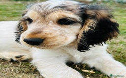 Cocker Spaniel dogs for sale: Stunning Pedigree KC Show Cocker Puppies  - Image 6