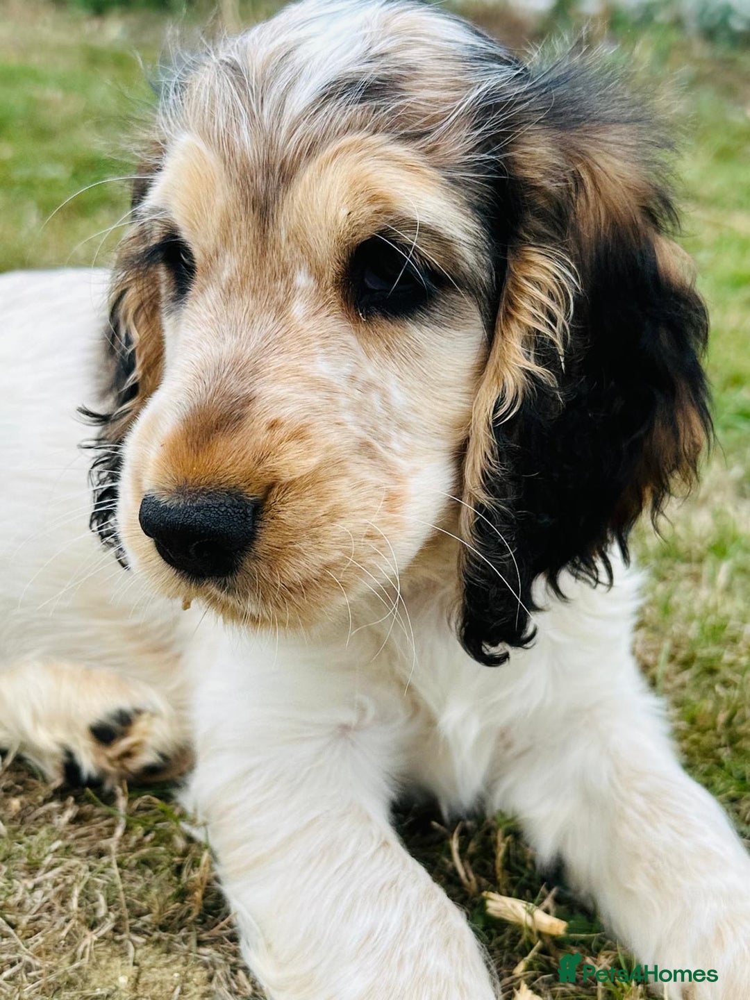 Cocker Spaniel dogs for sale: Stunning Pedigree KC Show Cocker Puppies  - Image 6