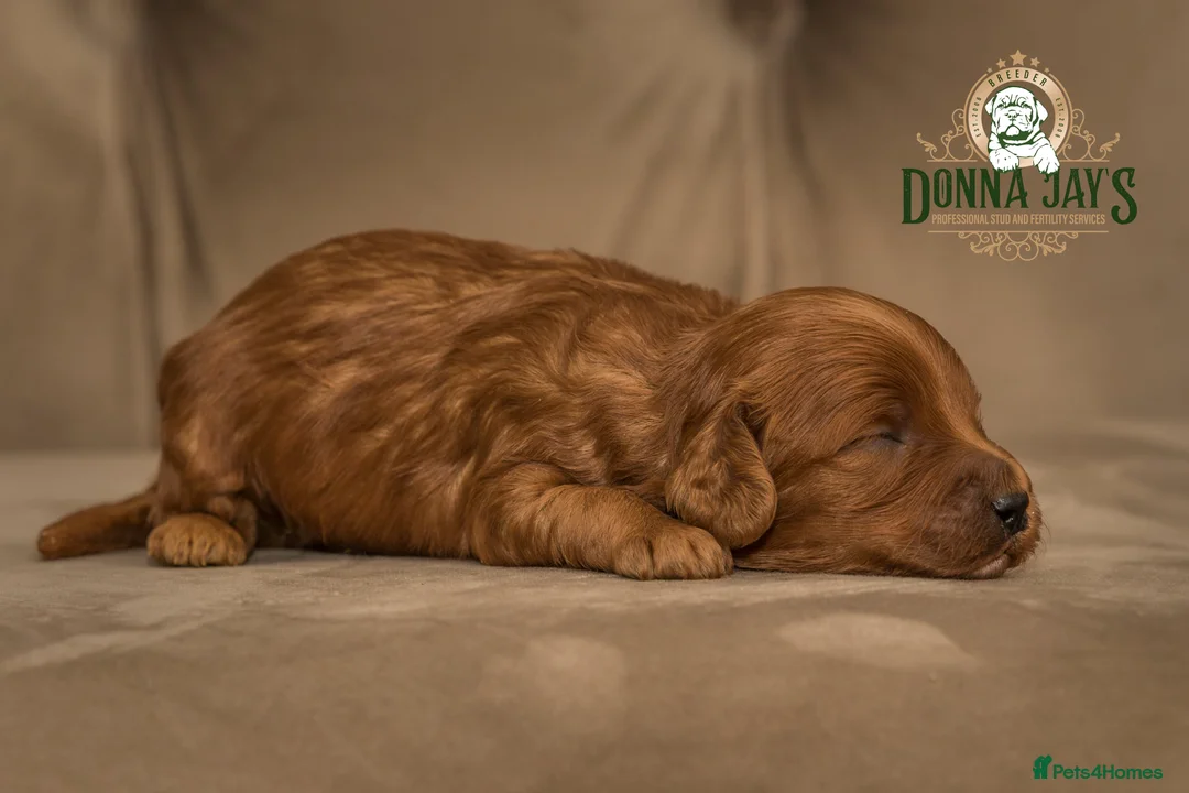 Cavapoo dogs for sale: Donna Jays Celebrity K9s only 1 deep red boy  - Advert 2