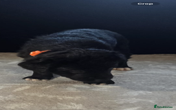 Goldador dogs for sale: Goldador x Labrottie Miniature Puppies for Sale - Advert 26