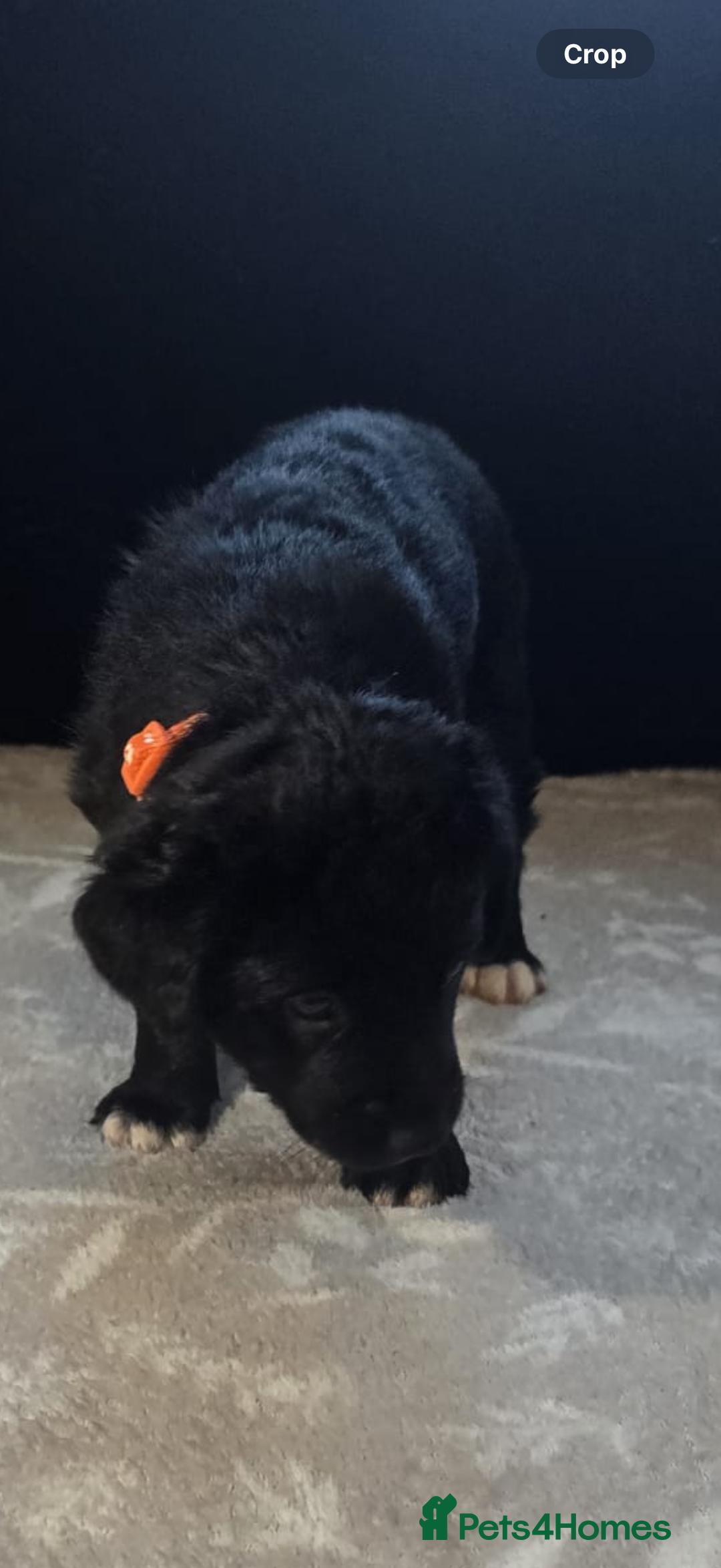 Goldador dogs for sale: Goldador x Labrottie Miniature Puppies for Sale - Advert 26