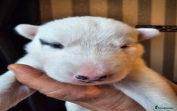 Siberian Husky dogs for sale: Husky puppies for sale  - Image 6