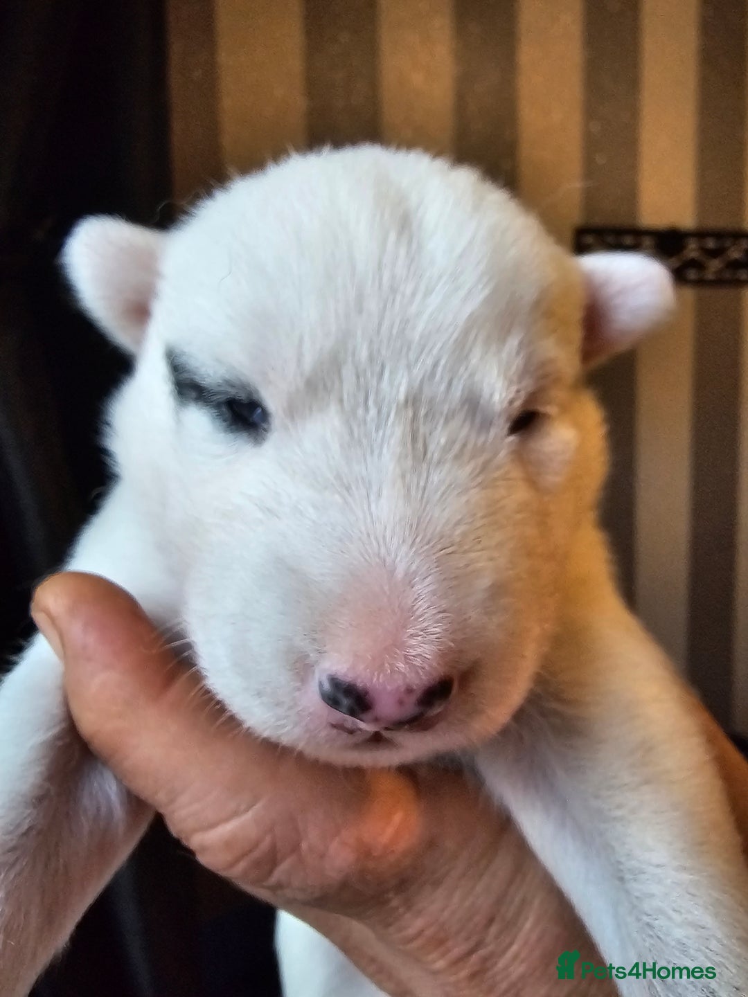 Siberian Husky dogs for sale: Husky puppies for sale  - Image 6