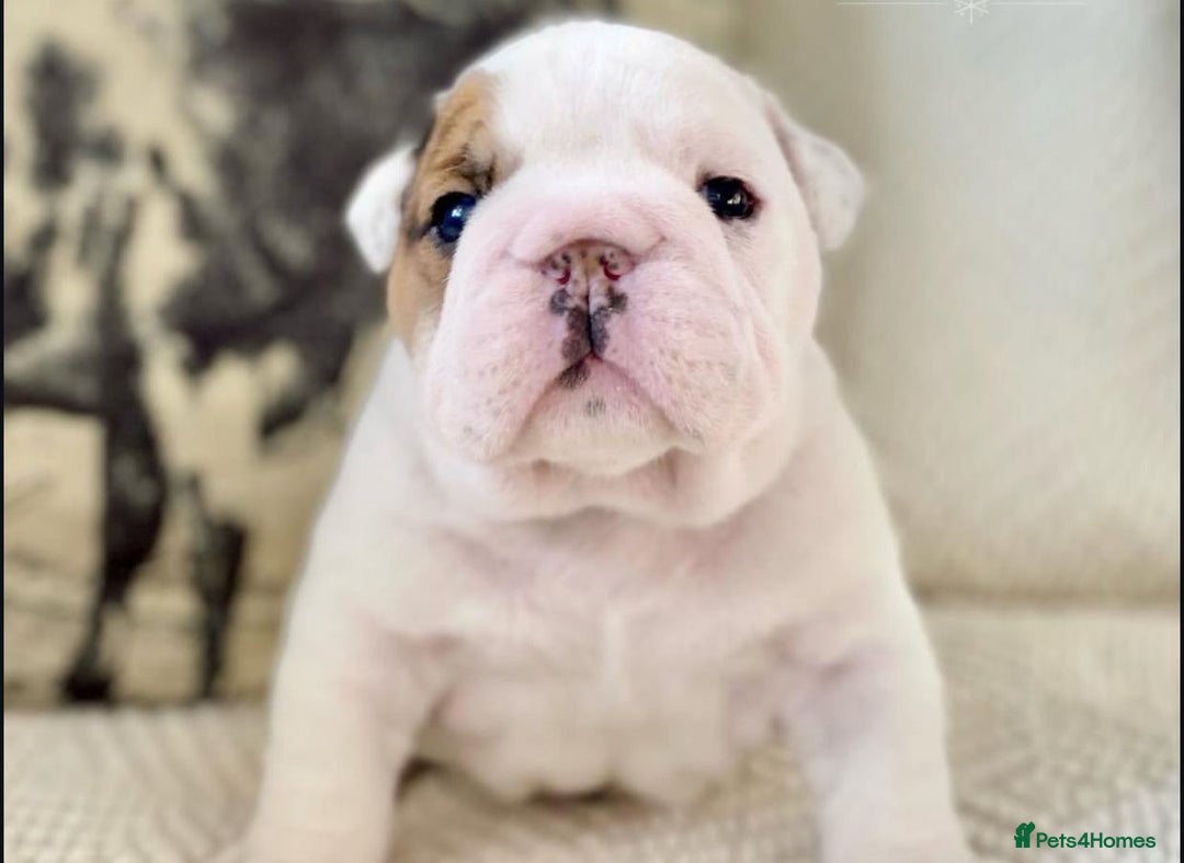 English Bulldog dogs for sale: Beautiful Pure breed English Bulldog Pups - Image 3