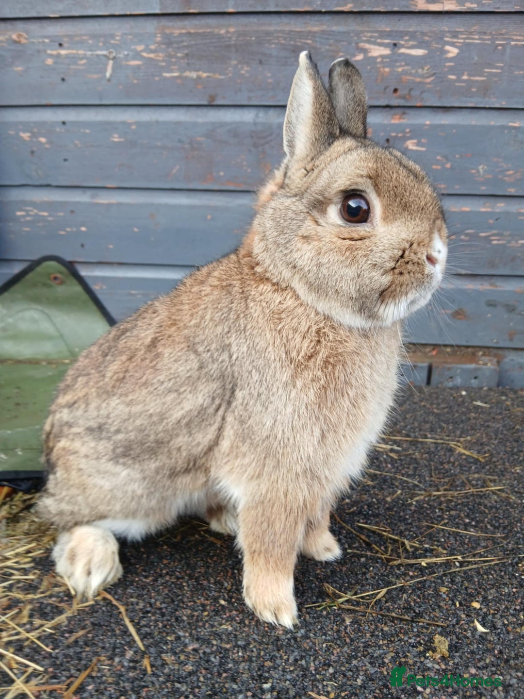 Netherland Dwarf rabbits for sale: Netherland dwarf rabbits  - Advert 6