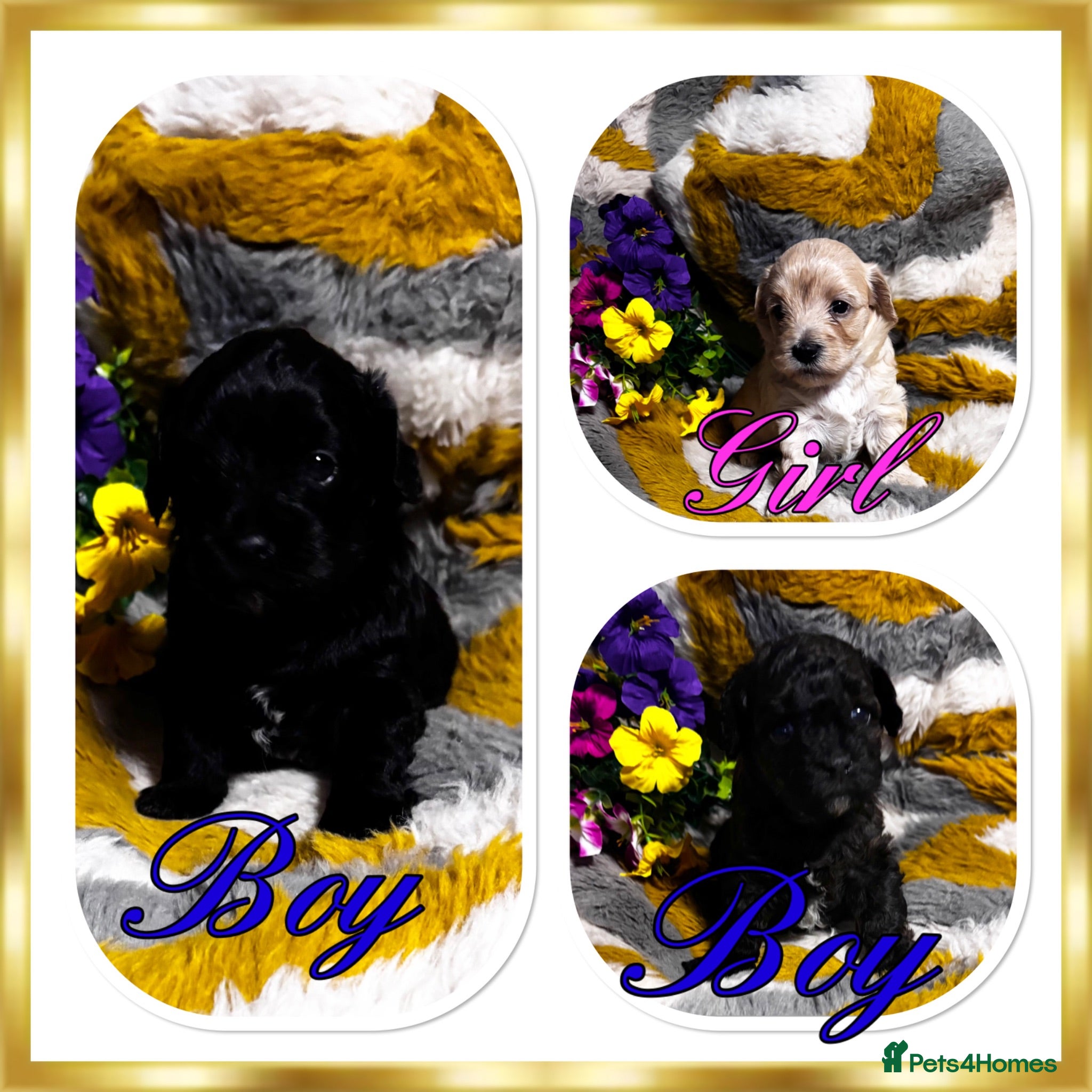 Maltipoo dogs Maltipoo’s rare colour parents tested Clear PRA - Advert 2