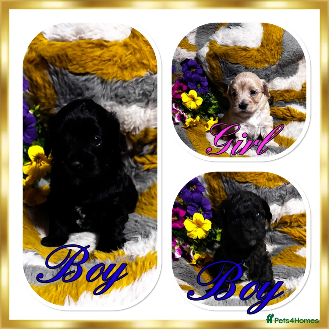 Maltipoo dogs for sale: Maltipoo’s rare colour parents tested Clear PRA - Advert 1