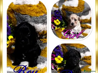 Maltipoo dogs Maltipoo’s rare colour parents tested Clear PRA - Advert 2