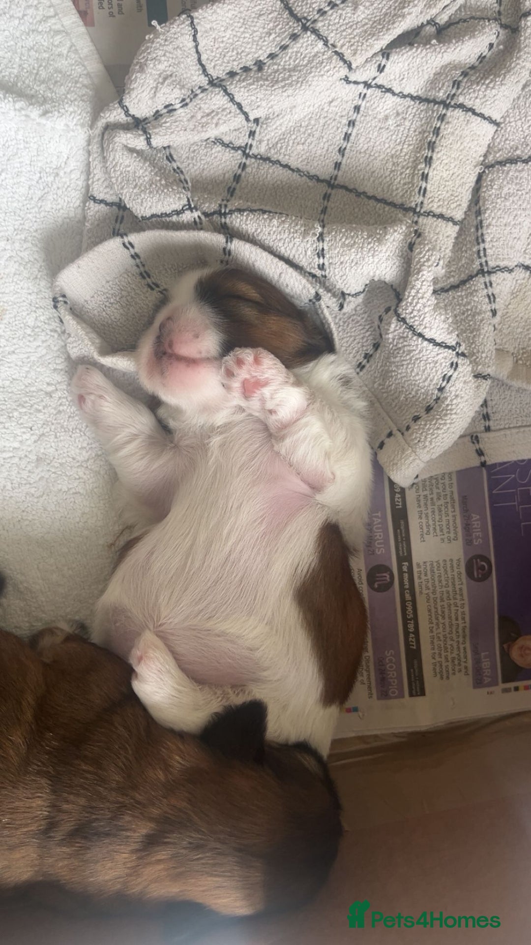 Shih Tzu dogs for sale: Beautiful Shih Tzu Pups - Image 6