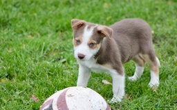 Border Collie dogs for sale: Border Collie Puppies  - Image 15