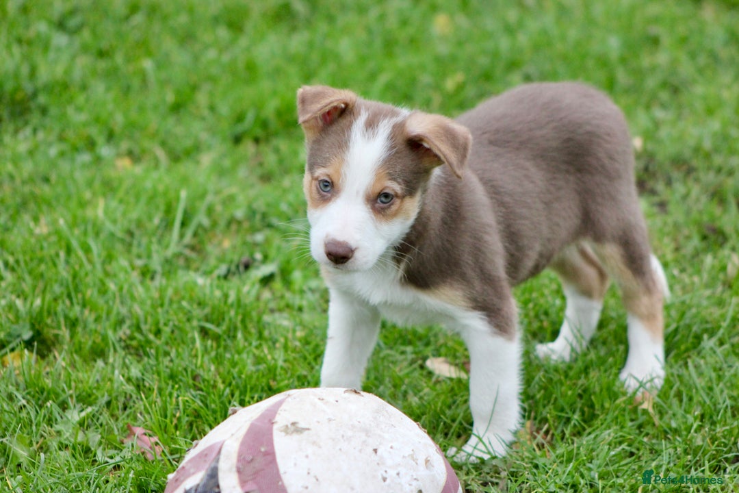 Border Collie dogs for sale: Border Collie Puppies  - Image 15