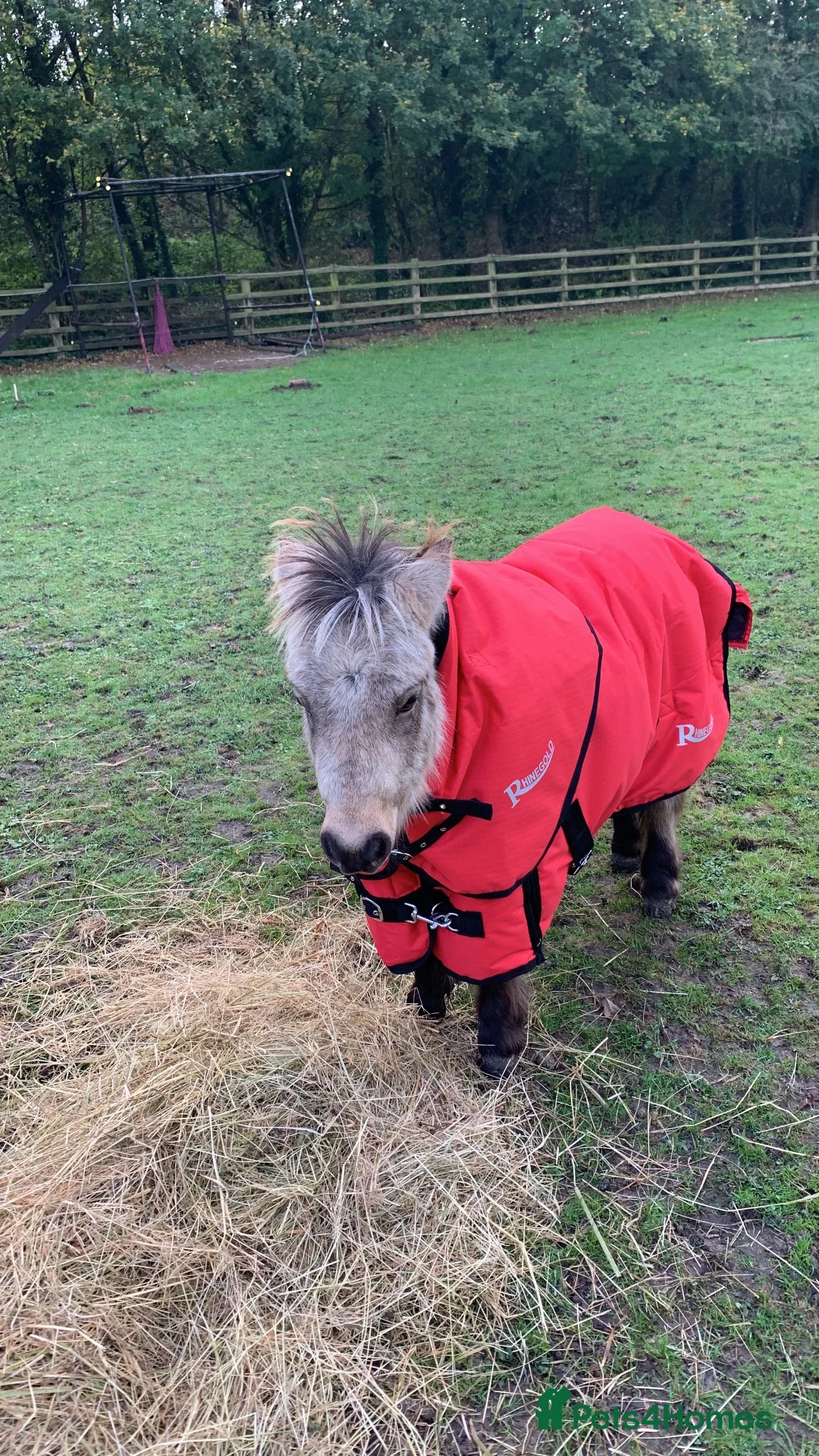 Shetland pony horses for sale: Buckskin Shetland pony  - Advert 5