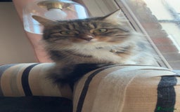 Bengal cats for sale: 2 year old for adoption  - Image 4