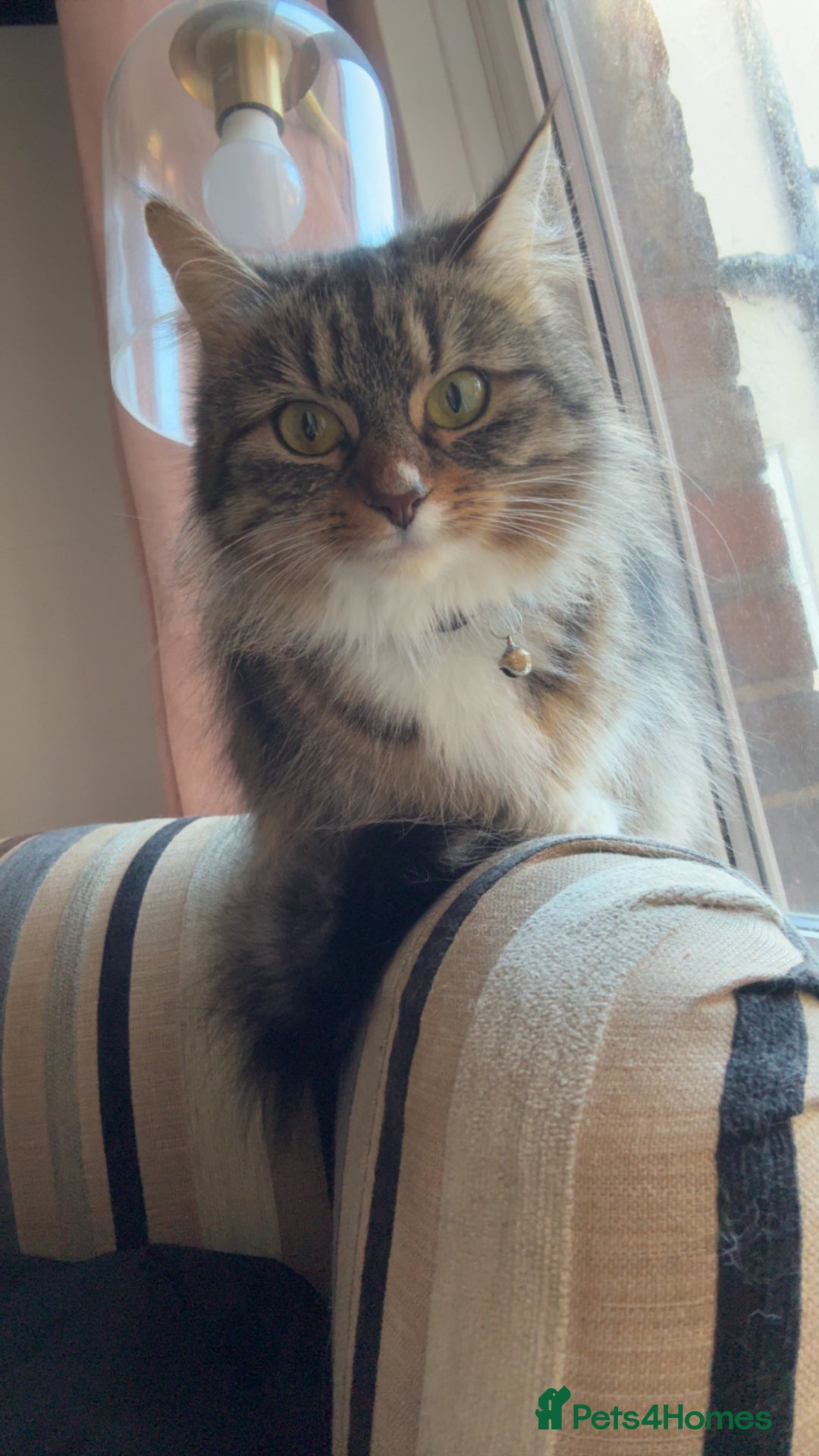 Bengal cats for sale: 2 year old for adoption  - Image 4