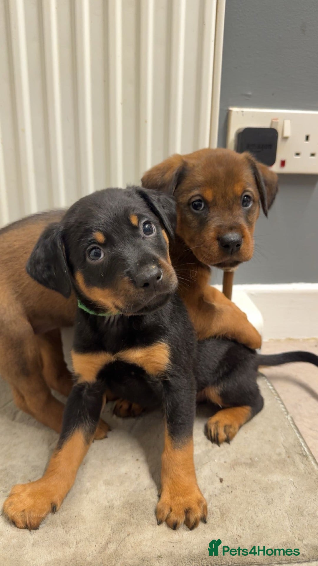 Mixed Breed dogs 2 PUPS LEFT — Staffy X Rottweiler Mix Puppies - Advert 9