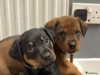 Mixed Breed dogs 2 PUPS LEFT — Staffy X Rottweiler Mix Puppies - Advert 9