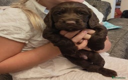 Cocker Spaniel dogs for sale: Brown Boy Cocker Spaniel Puppy - Image 1