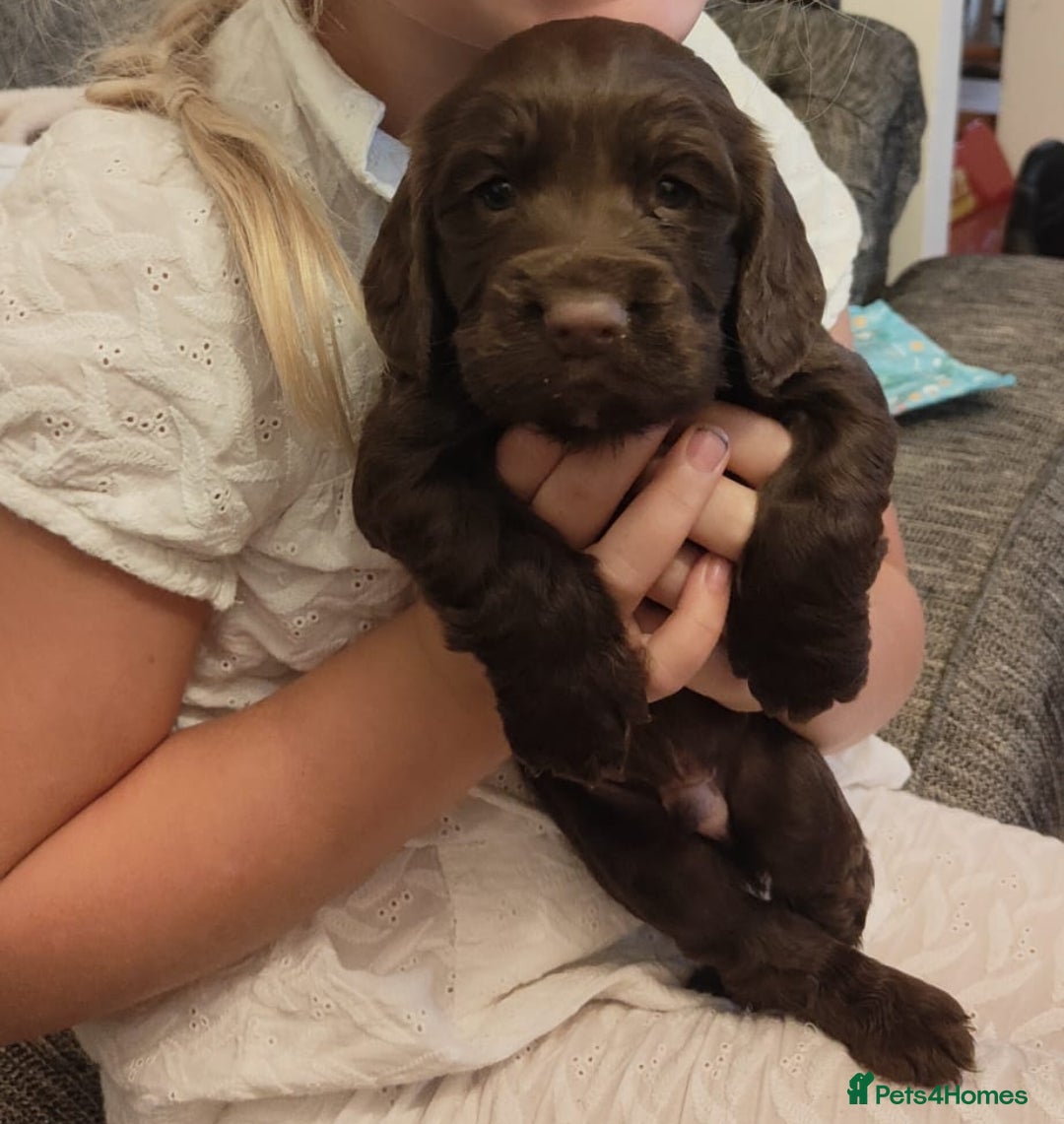 Cocker Spaniel dogs for sale: Brown Boy Cocker Spaniel Puppy - Image 1