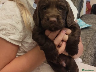 Cocker Spaniel dogs - Advert 1