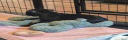 Staffordshire Bull Terrier dogs for sale: Black male kc reg Staffordshire bull terrier  - Advert 10
