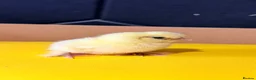Chickens poultry for sale: Serama & Silkie Chicks  - Advert 5