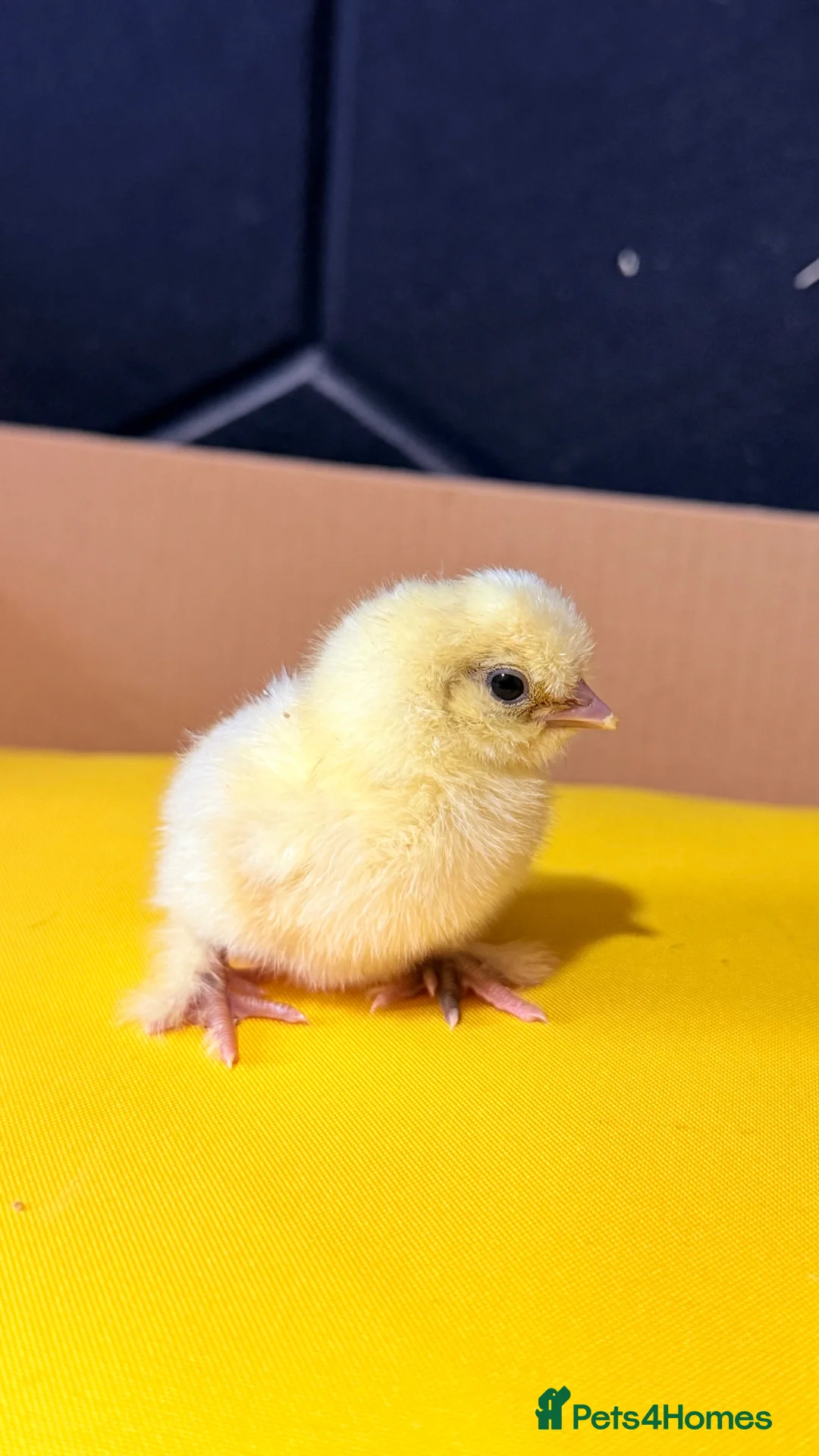 Chickens poultry for sale: Serama & Silkie Chicks  - Advert 5