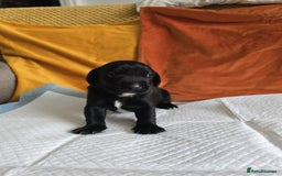 Mixed Breed dogs for sale: Labrador x Patterdale Puppies - Image 5