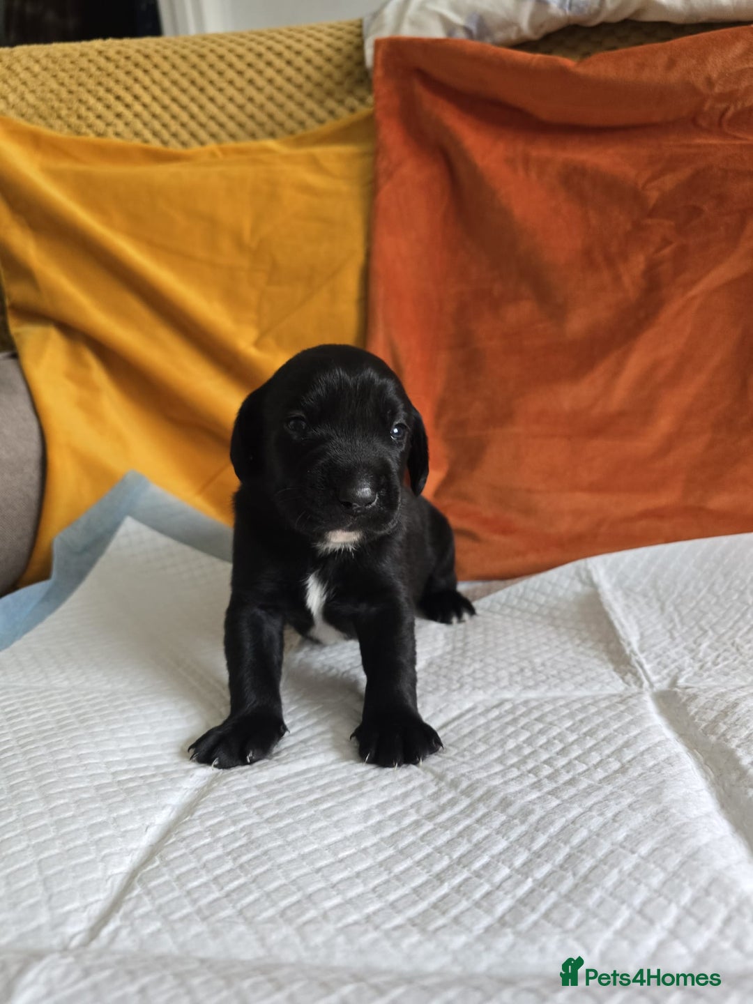 Mixed Breed dogs for sale: Labrador x Patterdale Puppies - Image 5