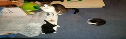 Mixed Breed cats for sale: Kittens looking for a lovely family 😻 in Leeds - Advert 3