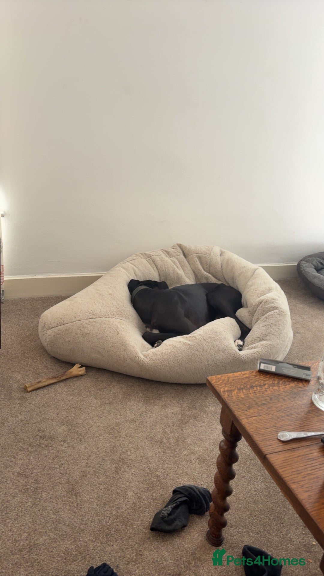 Lurcher dogs for sale: 1 Year Old Lurcher Called Vinnie - Image 5