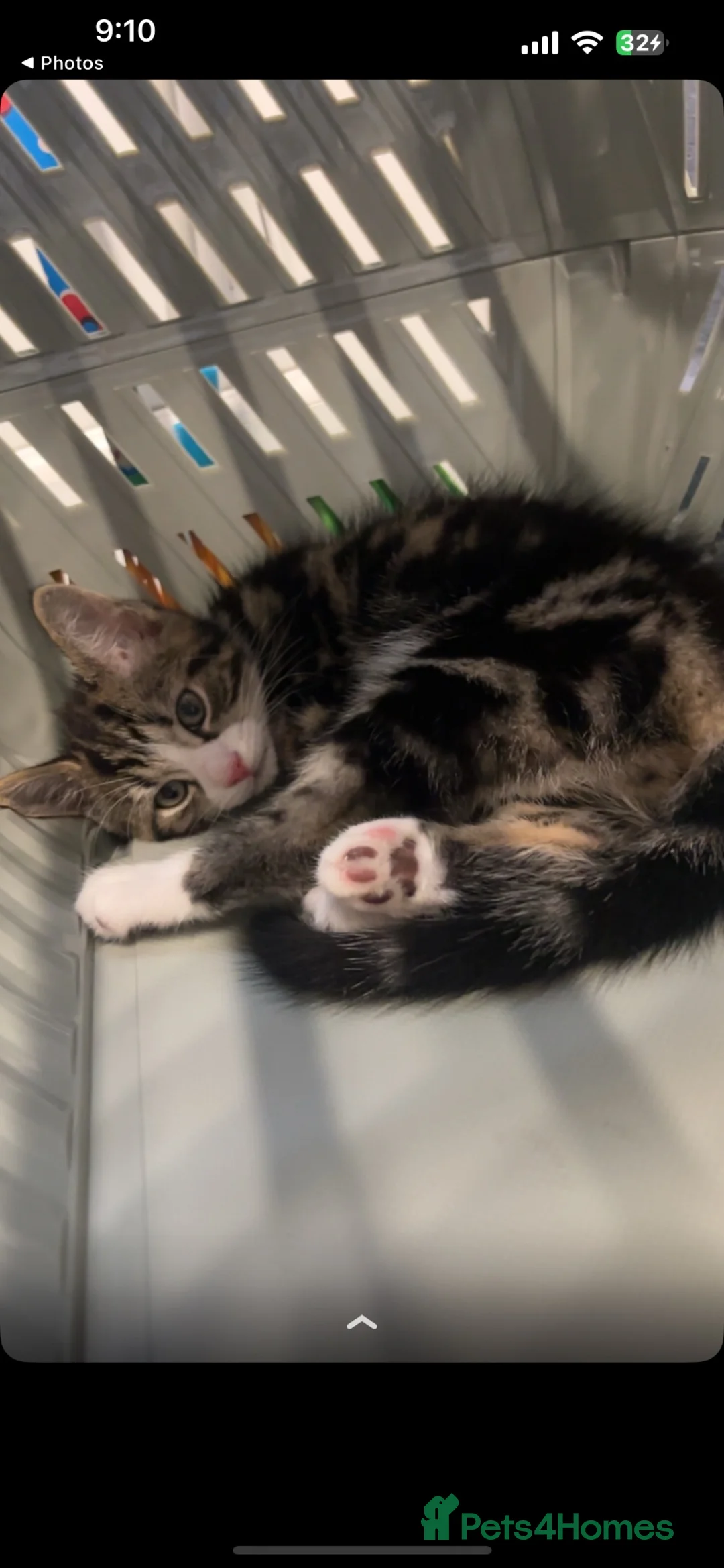 Mixed Breed cats for sale: Kitten tabby in Liverpool - Advert 2